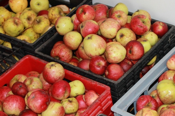 Apples from Edmunds