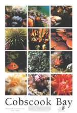 Cobscook Bay Marine Life Poster